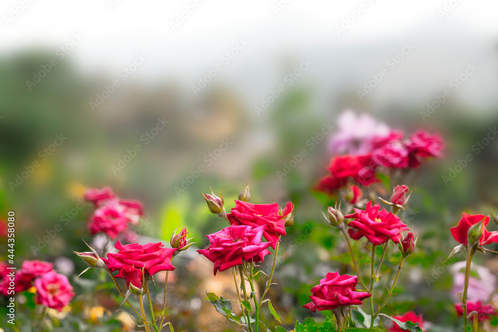 colorful roses in the garden in meadow background colorful roses in the garden in meadow background