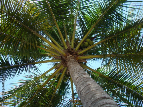 Palma cocotera photo