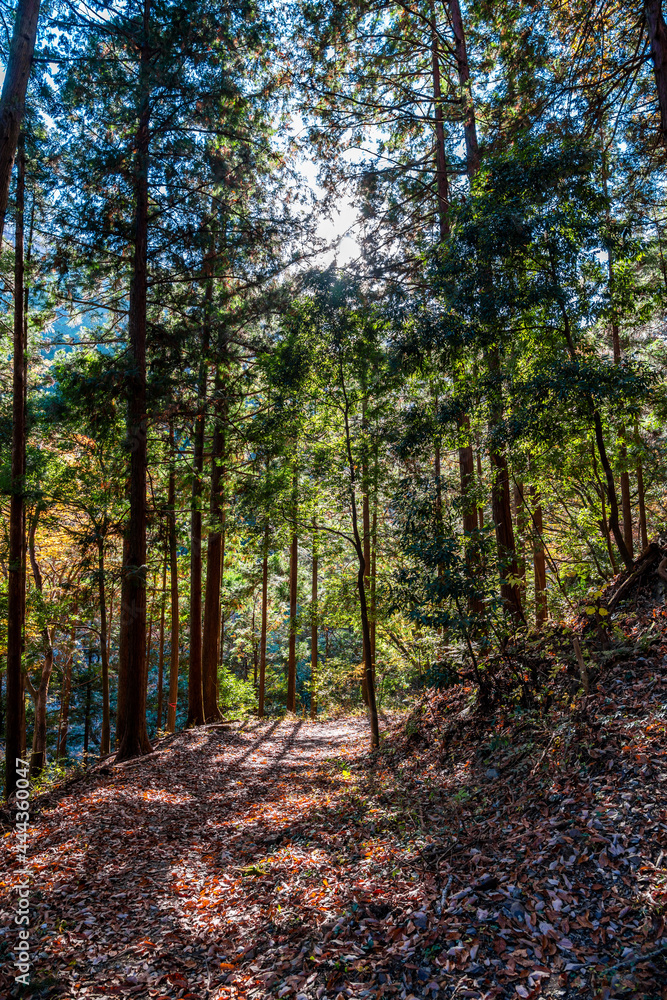 Fototapeta premium 【エコイメージ】マイナスイオンたっぷりな森林 