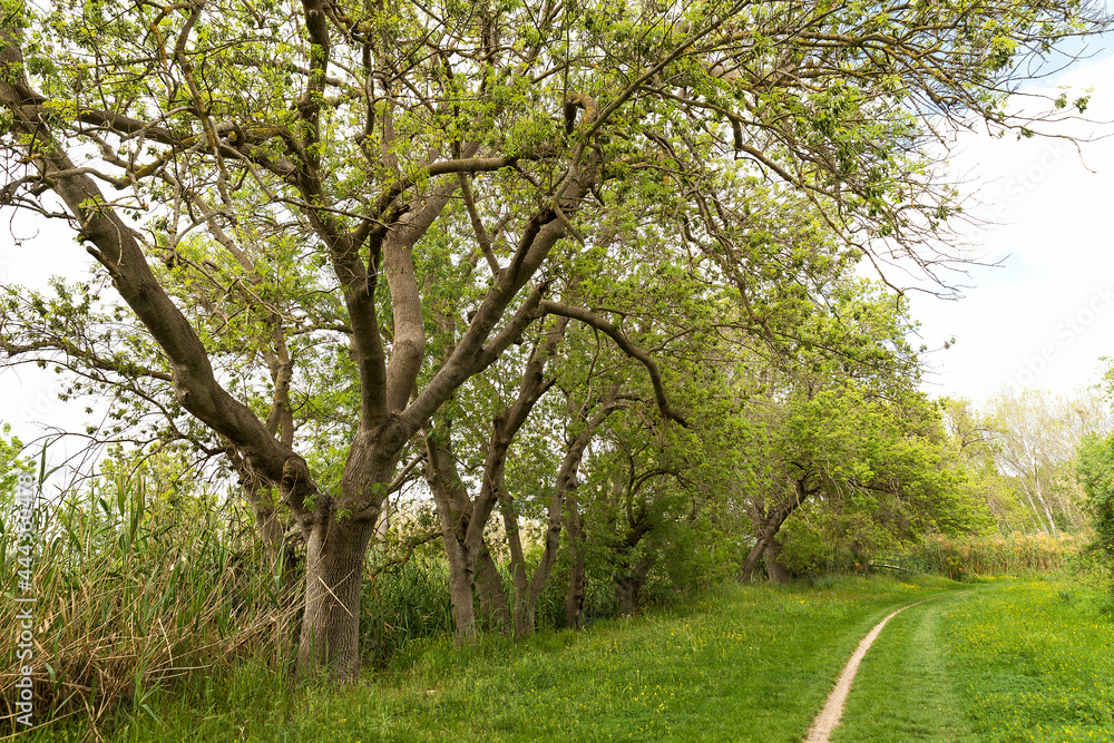 Awesome Green Sceneries of Natural Reserve of Ciane River (Riserva Naturale Fiume Ciane-Saline di Siracusa) in Syracuse, Sicily, Italy. Awesome Green Sceneries of Natural Reserve of Ciane River (Riserva Naturale Fiume Ciane-Saline di Siracusa) in Syracuse, Sicily, Italy.
