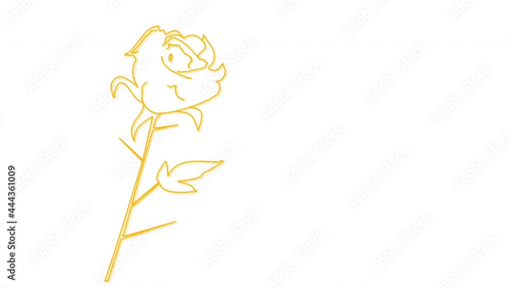 Self drawing animation of golden yellow rose flower outline. Self drawing animation of golden yellow rose flower outline.