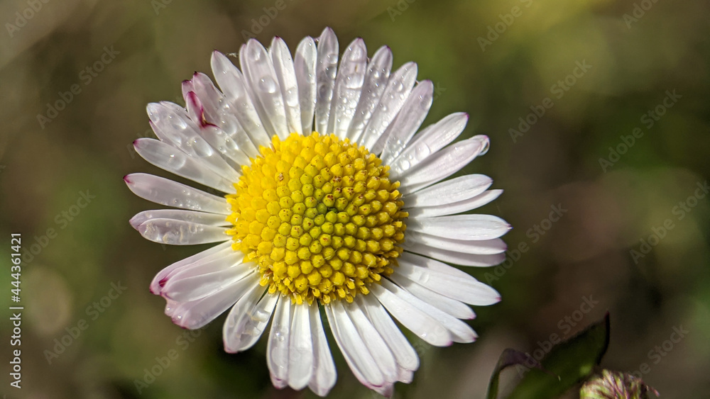 Obraz premium daisy flower closeup