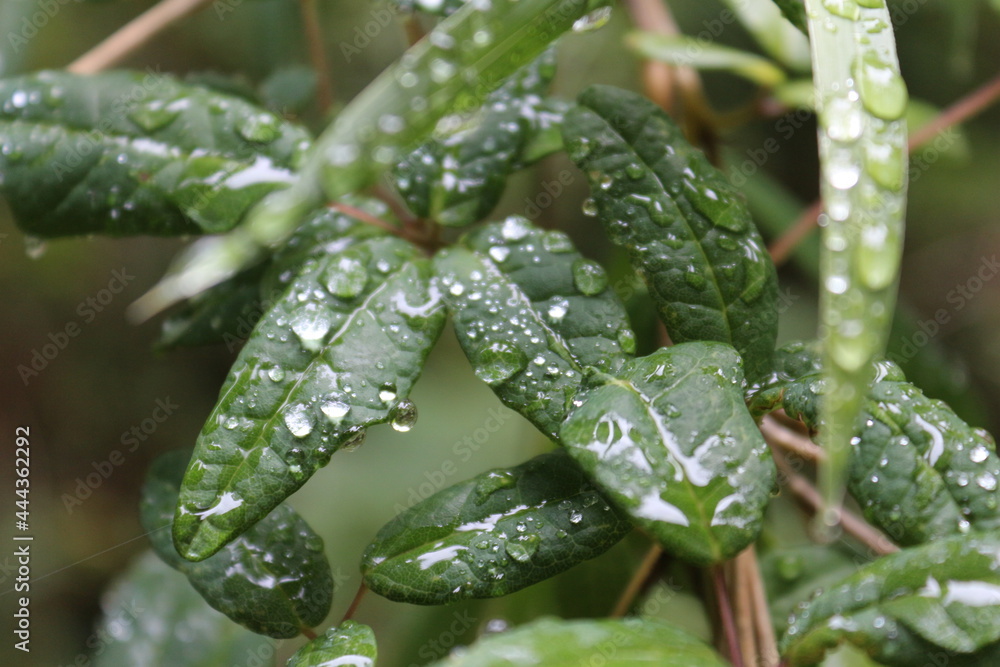 rain drops on a leaf rain drops on a leaf