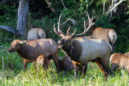 bugling Roosevelt elk with herd photo