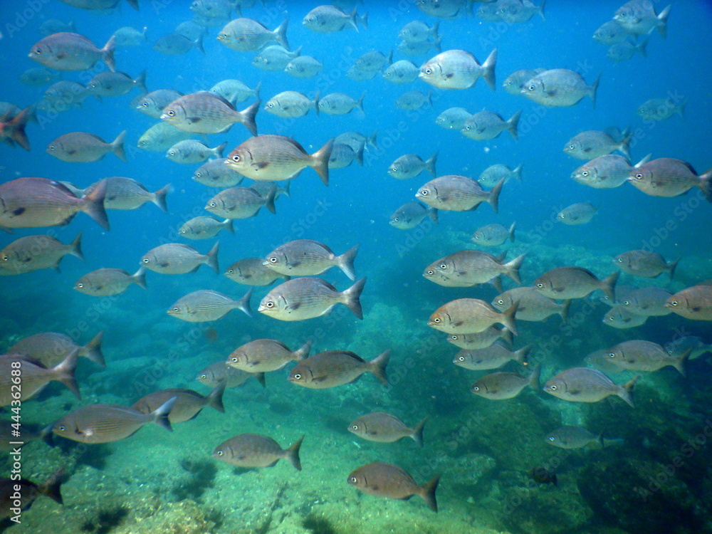 Costa Rica Pacific sea life Costa Rica Pacific sea life