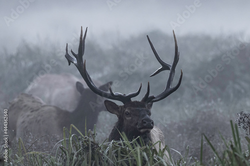 bull elk in the fog