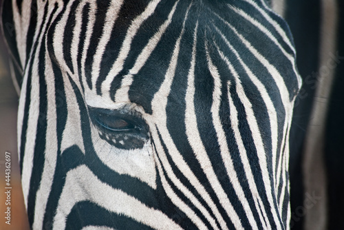 portrait of a zebra with white and black stripes  close-up of the eye