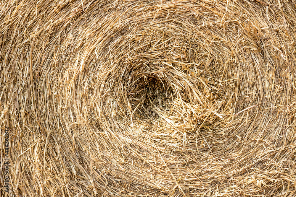 Straw dry row in the farm close up image for background and texture Straw dry row in the farm close up image for background and texture