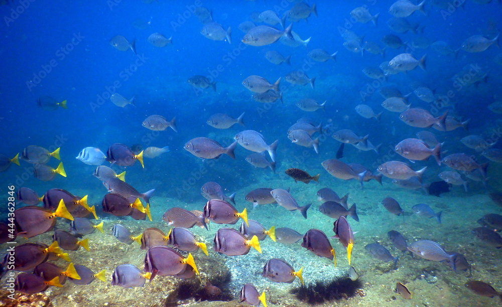 Naklejka premium Costa Rica Pacific sea life