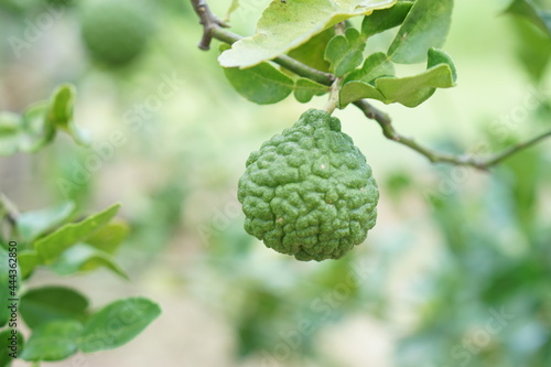 green bergamot on the branches of the trunk
