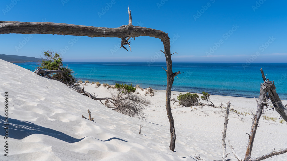 The wonderful white sand dunes of Porto Pino in Sardinia, Italy. Wild and uncontaminated environment. Tourist destination. Wonders of nature. Still life with dry plant trunks. Amazing turquoise sea