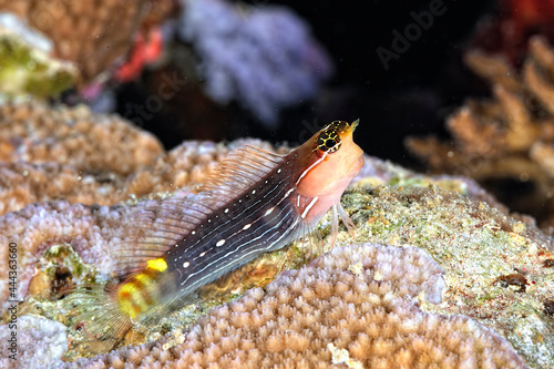 A white lined combtooth blenny photo