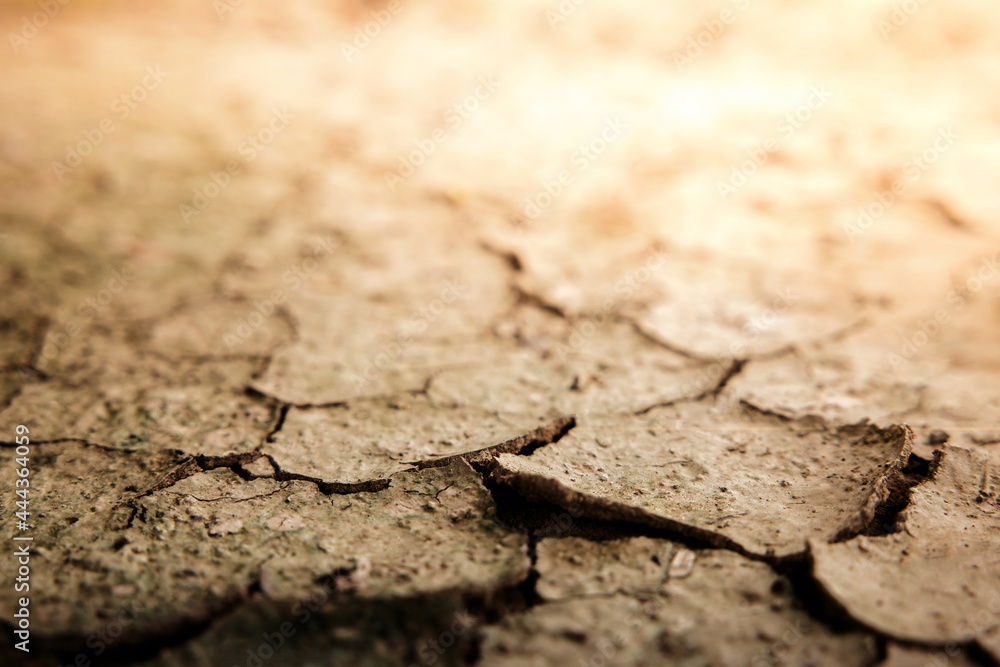 Fototapeta premium Cracked Dry Soil Ground. Ecology System Crisis, Global Warming Issues Concept. Land without Water. High Temperature. Shading Sunlight. Close up and selective focus
