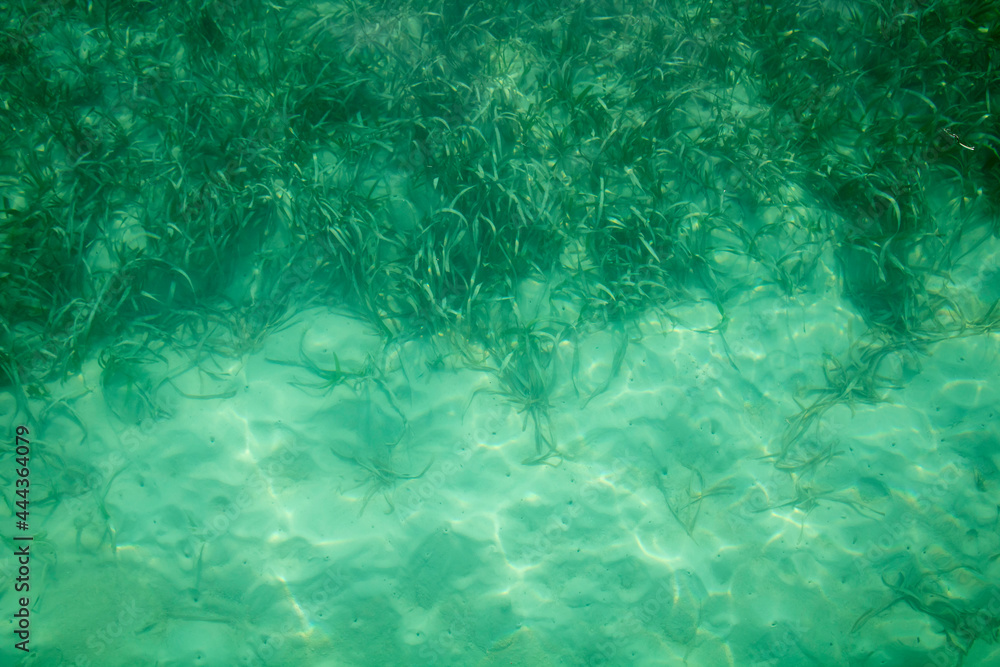 Background of turquoise water with some seaweed