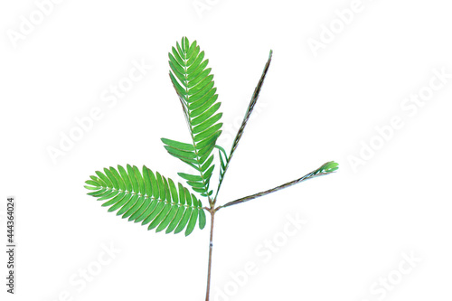 sensitive plant, sleepy plant, the touch-me-not set on a white background      
