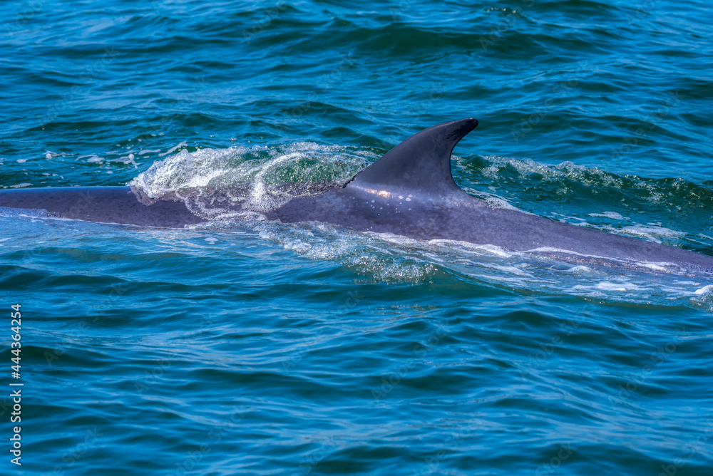 Obraz premium Bryde's whale (Eden's whale) is swimming in the sea, be able to see its dorsal fin shown up over the sea. Taken at Bang Tabun, Phetchaburi in Gulf of Thailand.