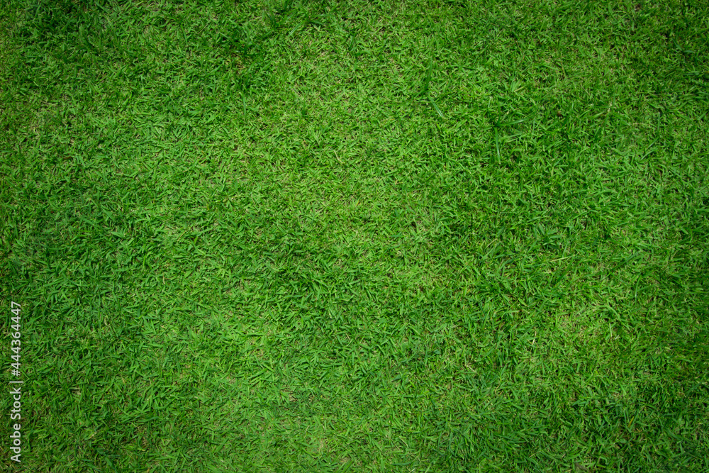 Obraz premium Green grass natural background and texture for copy space