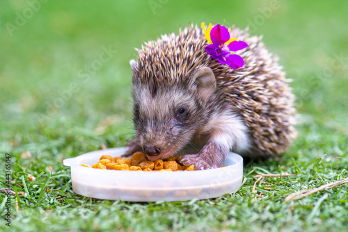 cute hedgehog with flowers eats food on the grass