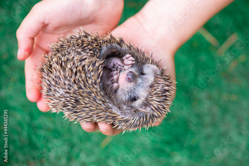 spiny hedgehog curled up in a ball on the palms