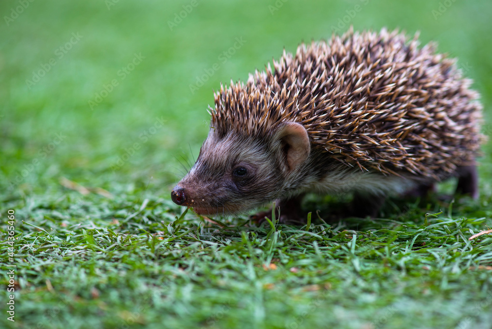 Fototapeta premium a hedgehog runs on a green meadow