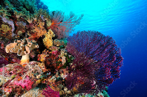 Stampa su tela A picture of the coral reef