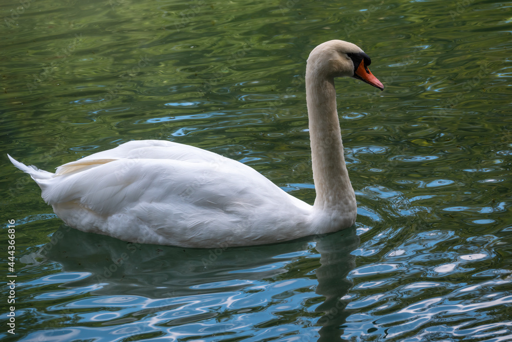 A graceful white swan swimming on a lake with dark green water. The white swan is reflected in the water A graceful white swan swimming on a lake with dark green water. The white swan is reflected in the water