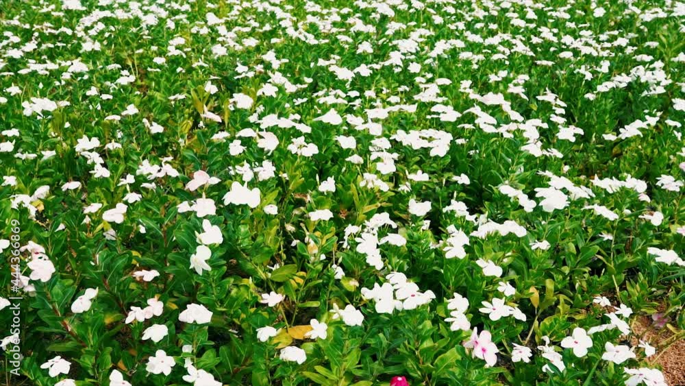 Garden with colorful flowers.flower garden background. Garden with colorful flowers.flower garden background.