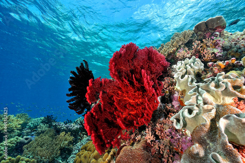 Fotografie A picture of the coral reef