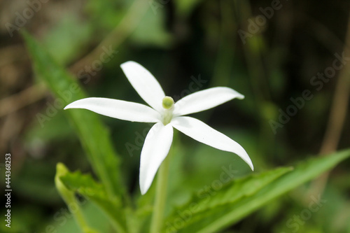 Close-up of kitolod herbal flower photo