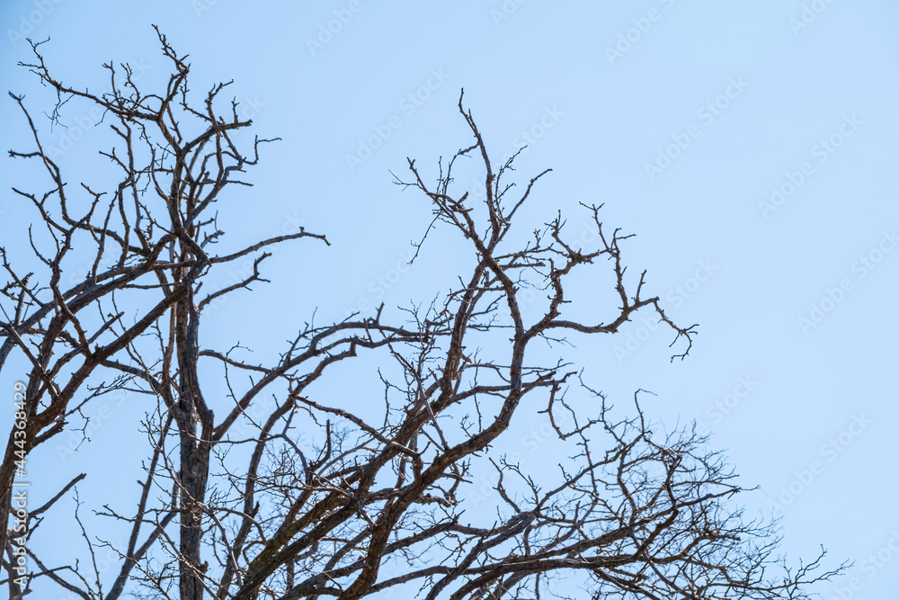 Autumn or winter tree branches without leaves against a clear blue sky. Autumn or winter tree branches without leaves against a clear blue sky.