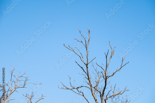 Autumn or winter tree branches without leaves against a clear blue sky.