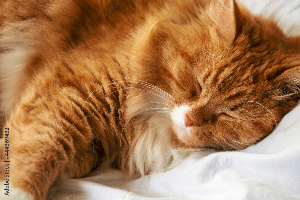 The portrait of red domestic cat which sleeping on white bed.