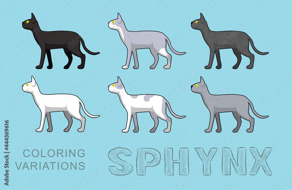 Cat Sphynx Coloring Variations Vector Illustration