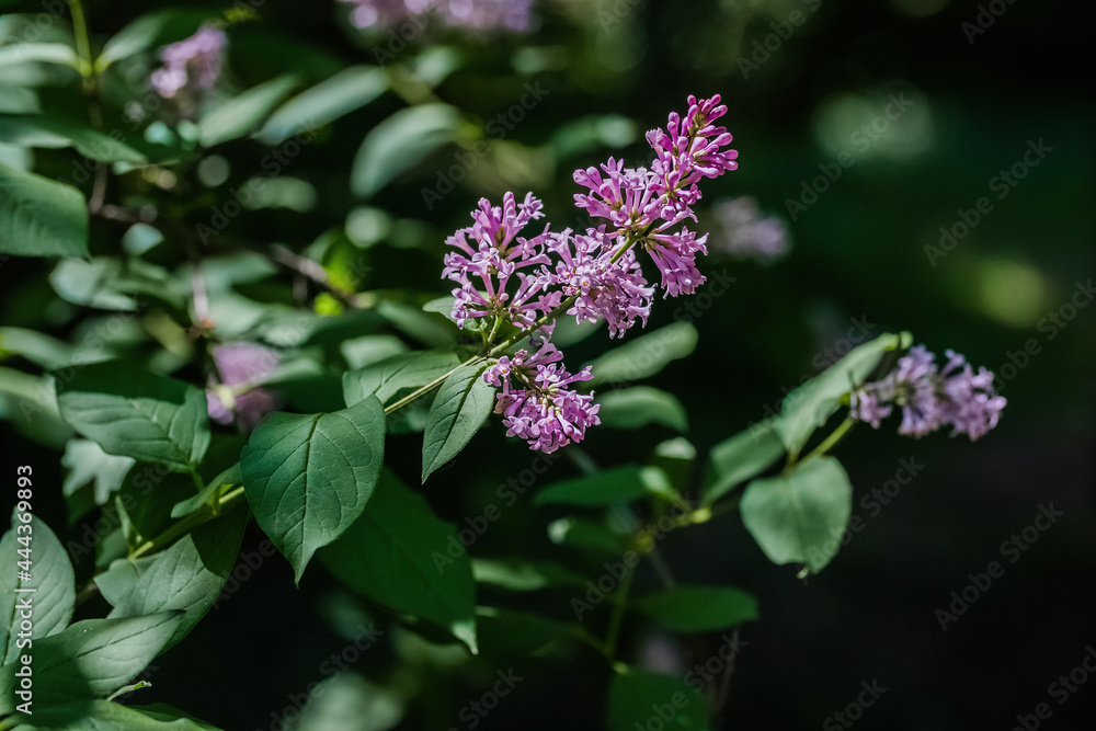 flowers flowers