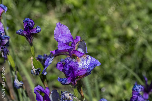 blue iris flower