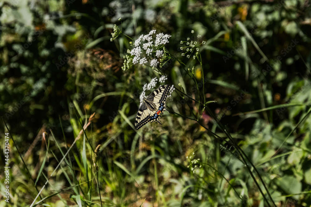 butterfly on a grass butterfly on a grass