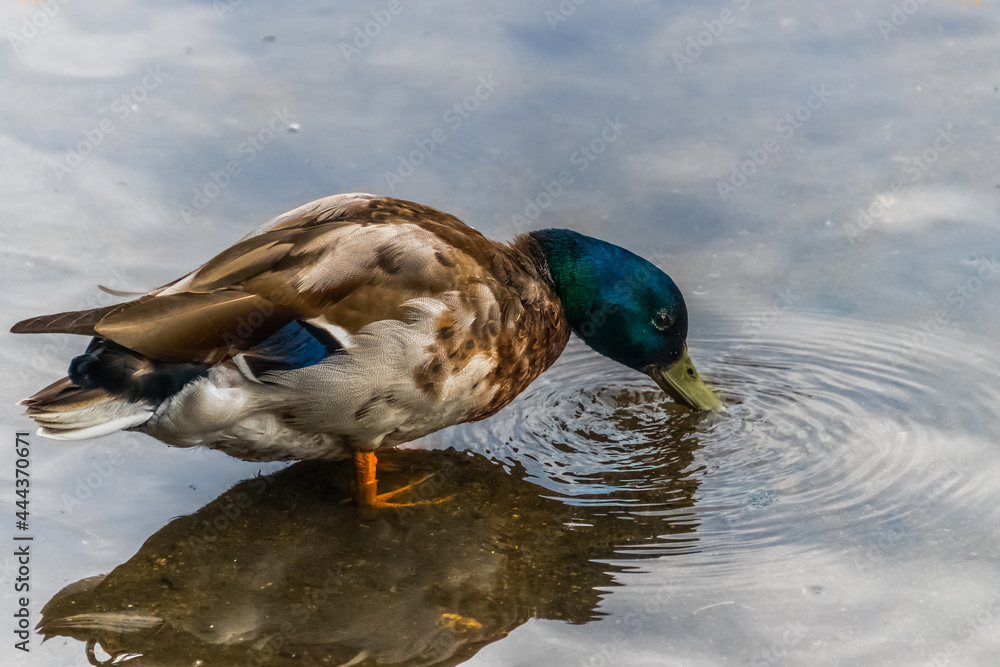 Obraz premium duck in the water