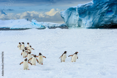 Gentoo Penguins (Pygoscelis papua) on pack ice in Lemaire Channel, Antarctica photo