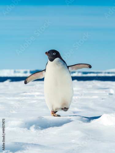 Adelie penguin (Pygoscelis adeliae) walking on pack ice, Weddell Sea, Antarctica photo