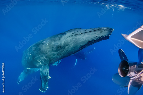 Underwater Photo, Tourist watches Humpback Whale (Megaptera novaeangliae) swim under boat, Maui, Hawaii