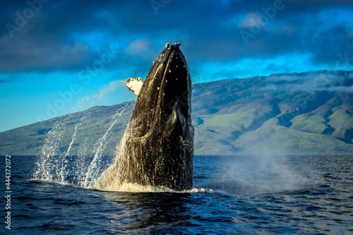 Humpback Whales (Megaptera novaeangliae), Maui, Hawaii photo