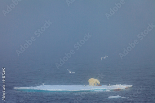 Polar Bear (Ursus maritimus) on seal kill, Ivory Gull (Pagophila eburnea) in the fog, Svalbard, Norway photo