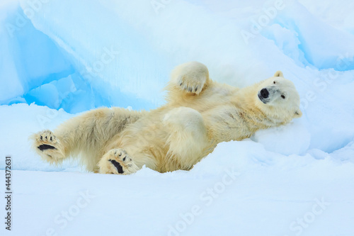 Polar bear (Ursus maritimus) sleeping on pack ice, Svalbard, Norway photo