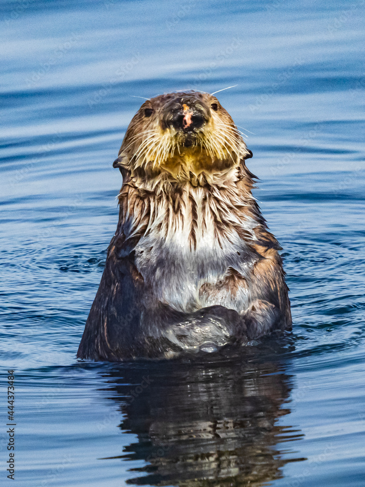 Curious Southern Sea Otter (Enhydra lutris) in Montrey Bay boat harbor, Monterey, California Curious Southern Sea Otter (Enhydra lutris) in Montrey Bay boat harbor, Monterey, California