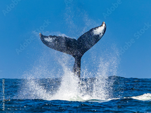 Tale lob behavior of Humpback Whale (Megaptera novaeangliae) in Monterey Bay, Monterey Bay National Marine Refuge, California