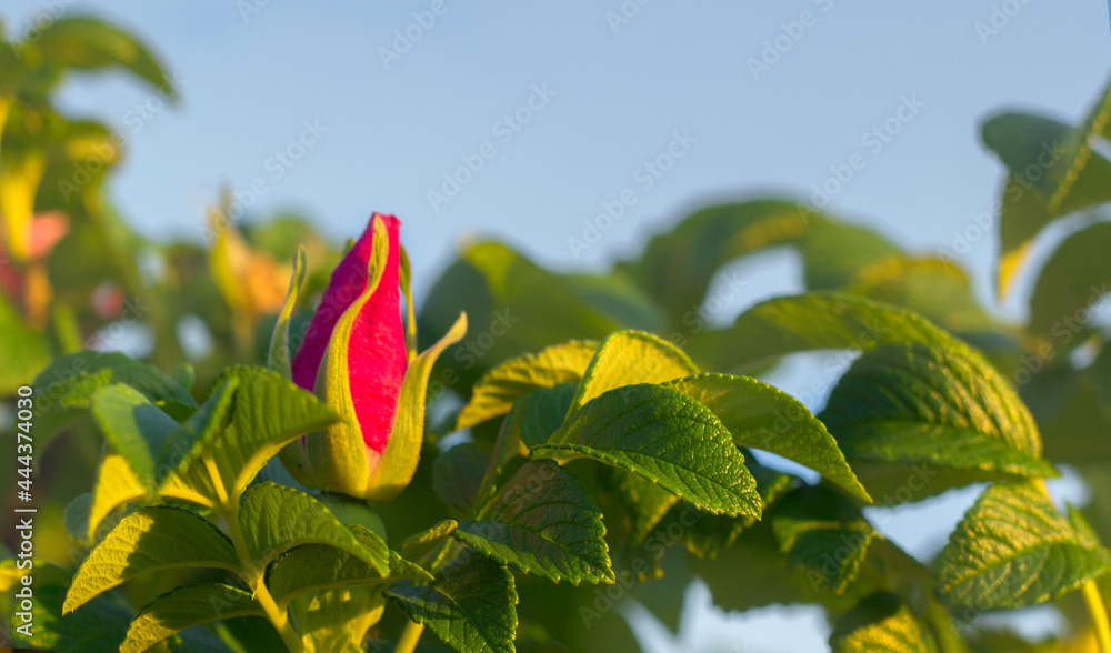 Pink Dog Rose flower, Briar, Selective focus Pink Dog Rose flower, Briar, Selective focus