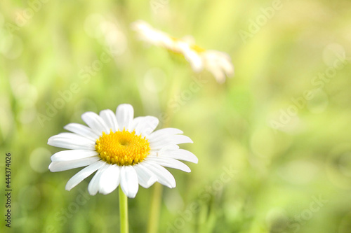 Green grass and chamomile in the meadow. Spring or summer nature scene . Soft focus.