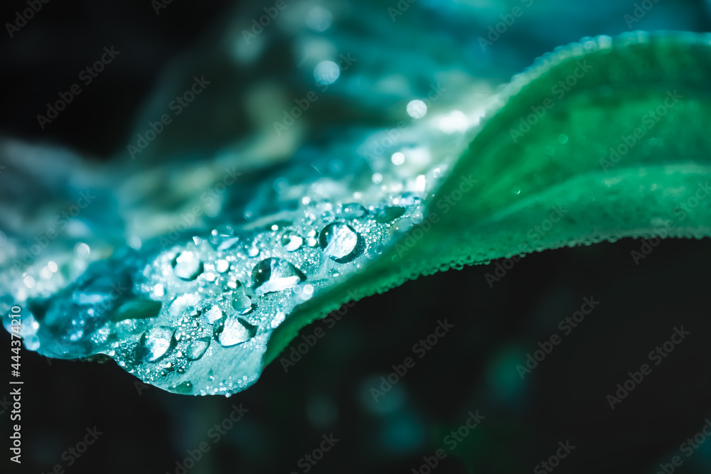 Water drops on leaf. Beautiful green leaf texture with drops of water Water drops on leaf. Beautiful green leaf texture with drops of water