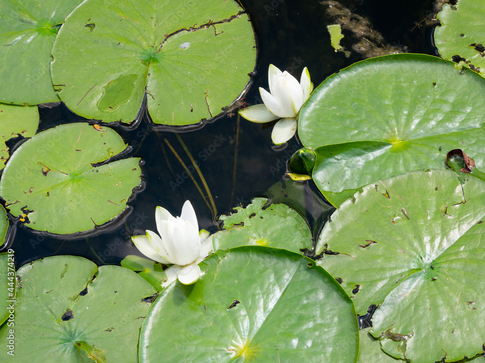 A pond with blooming water lilies. Close up. A pond with blooming water lilies. Close up.