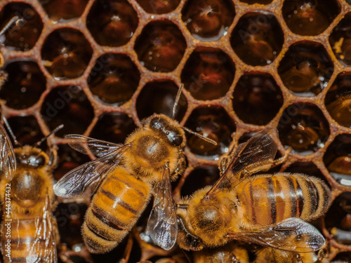 bees and hive in nature 
